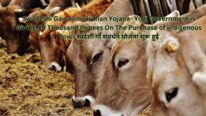 Swadeshi Gau Samvardhan Yojana- Yogi Government is Giving 40 Thousand Rupees On The Purchase of indigenous cow I स्वदेशी गौ संवर्धन योजना शुरू हुई