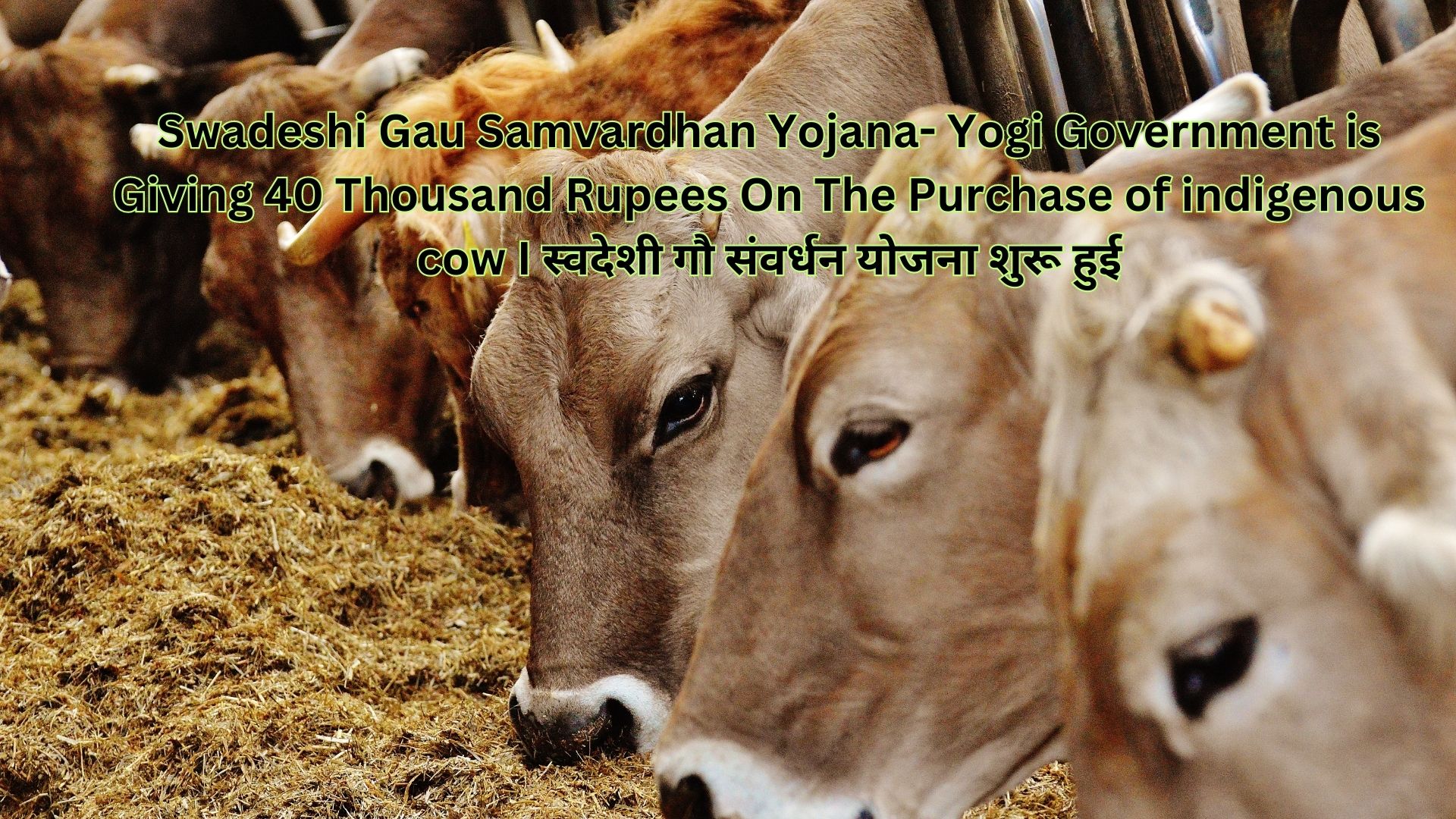 Swadeshi Gau Samvardhan Yojana- Yogi Government is Giving 40 Thousand Rupees On The Purchase of indigenous cow I स्वदेशी गौ संवर्धन योजना शुरू हुई