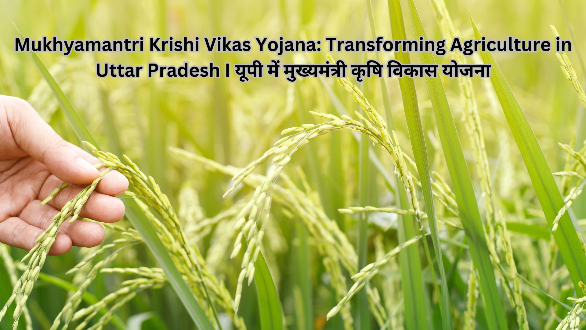 Mukhyamantri Krishi Vikas Yojana: Transforming Agriculture in Uttar Pradesh I यूपी में मुख्यमंत्री कृषि विकास योजना