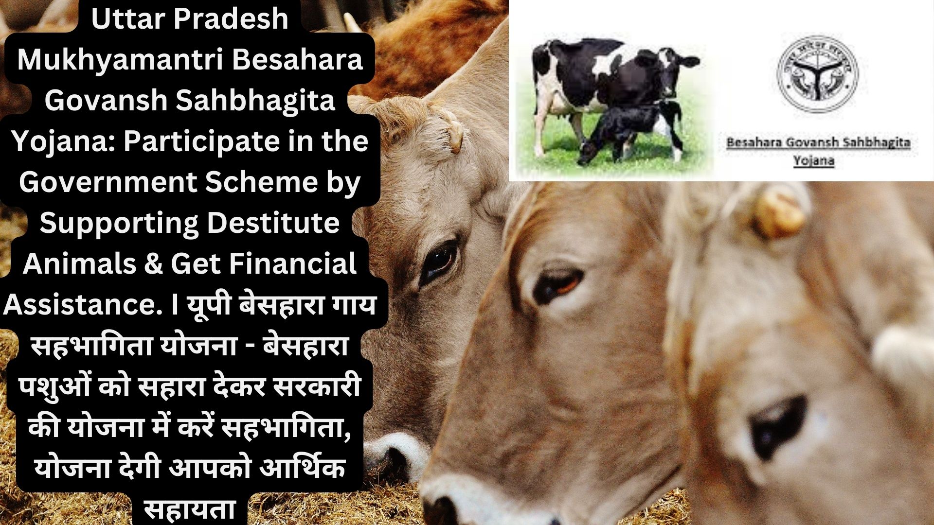 Uttar Pradesh Mukhyamantri Besahara Govansh Sahbhagita Yojana: Participate in the Government Scheme by Supporting Destitute Animals & Get Financial Assistance. I यूपी बेसहारा गाय सहभागिता योजना - बेसहारा पशुओं को सहारा देकर सरकारी की योजना में करें सहभागिता, योजना देगी आपको आर्थिक सहायता
