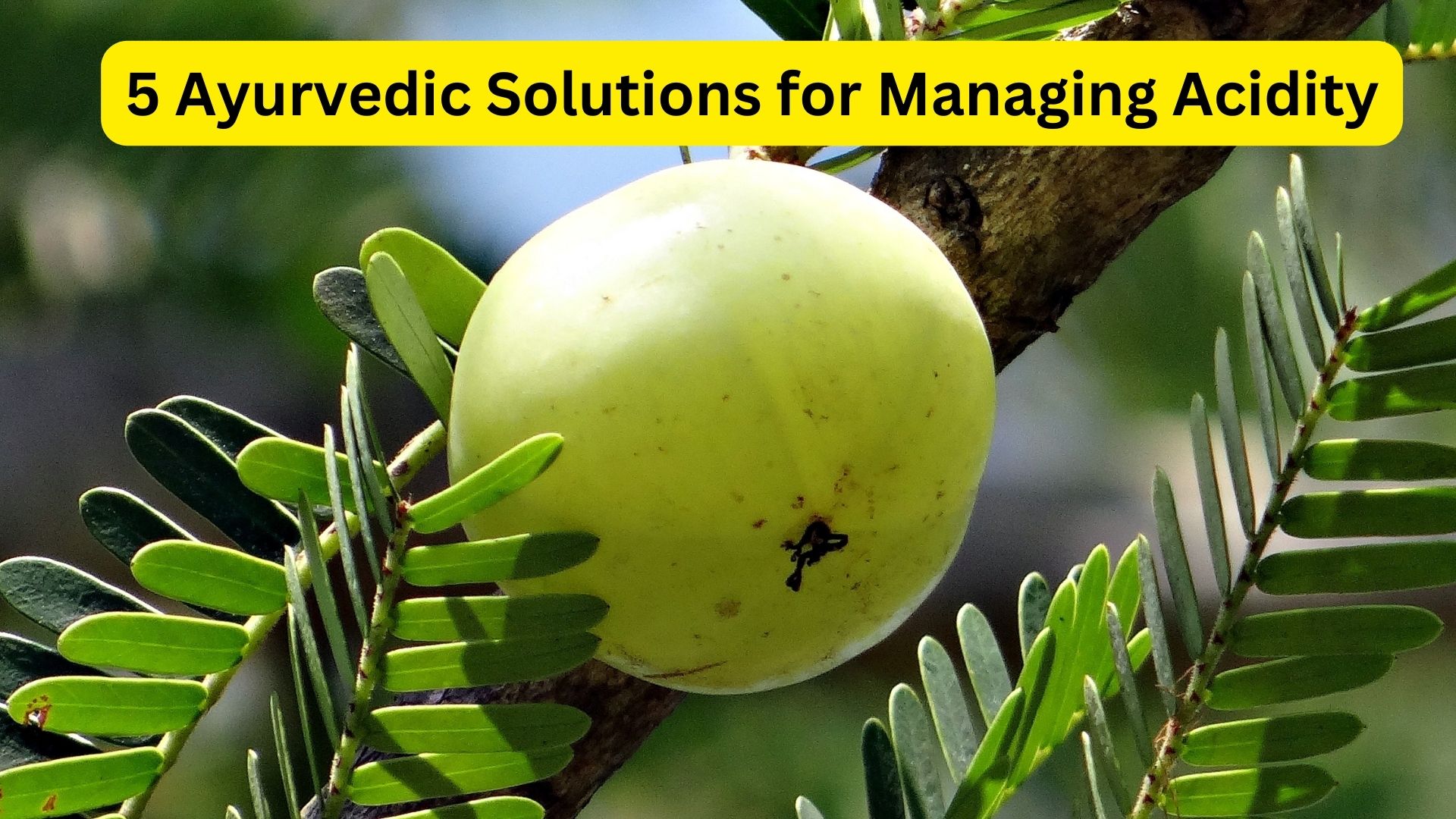 5 Ayurvedic Solutions for Managing Acidity