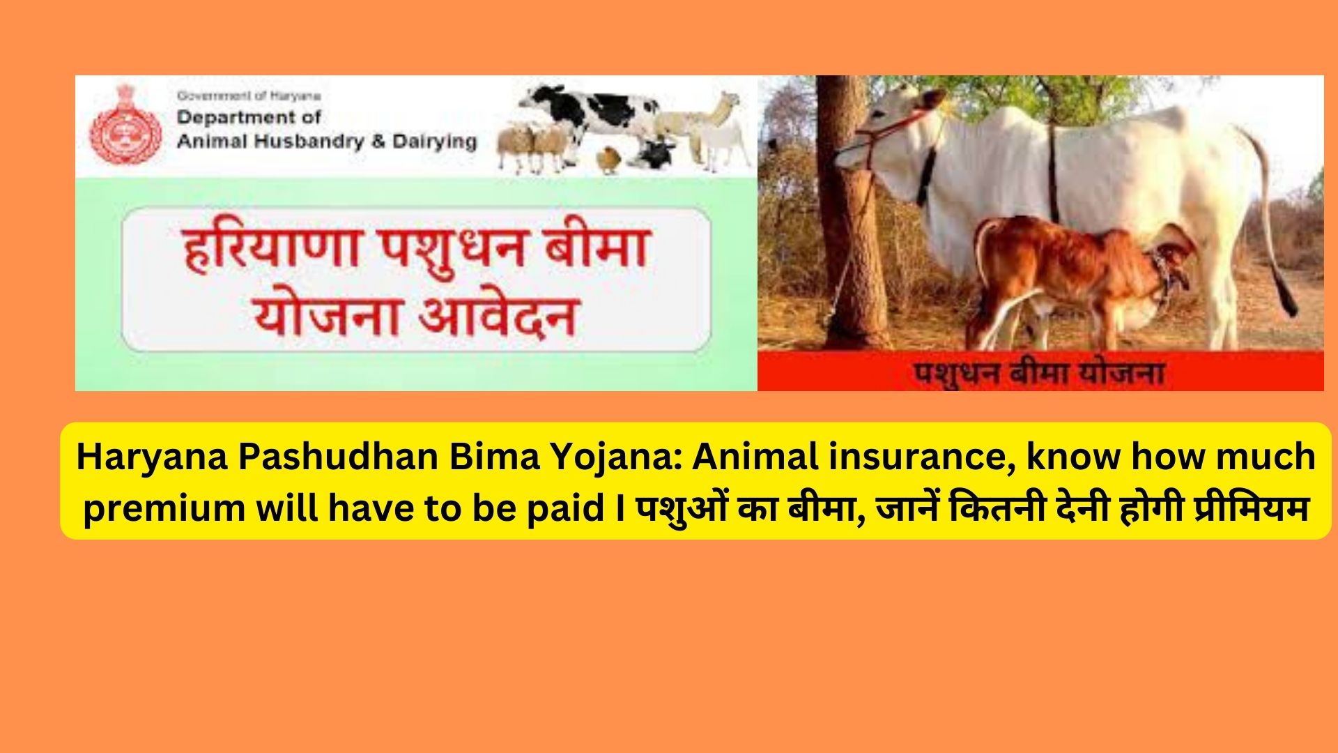 Haryana Pashudhan Bima Yojana: Animal insurance, know how much premium will have to be paid I पशुओं का बीमा, जानें कितनी देनी होगी प्रीमियम