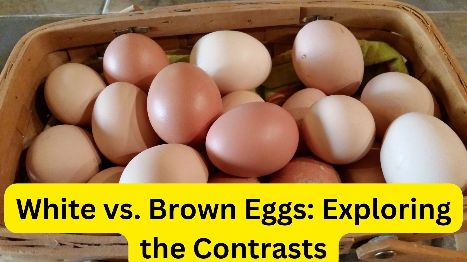 White vs. Brown Eggs: Exploring the Contrasts
