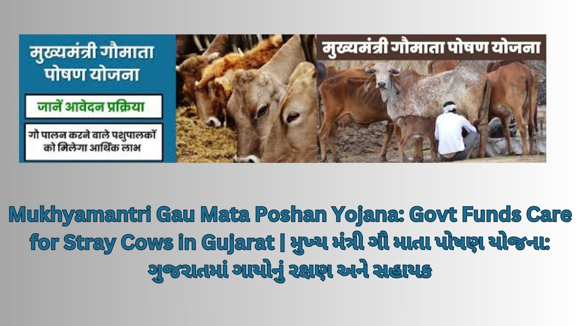 Mukhyamantri Gau Mata Poshan Yojana: Govt Funds Care for Stray Cows in Gujarat | મુખ્ય મંત્રી ગૌ માતા પોષણ યોજના: ગુજરાતમાં ગાયોનું રક્ષણ અને સહાયક
